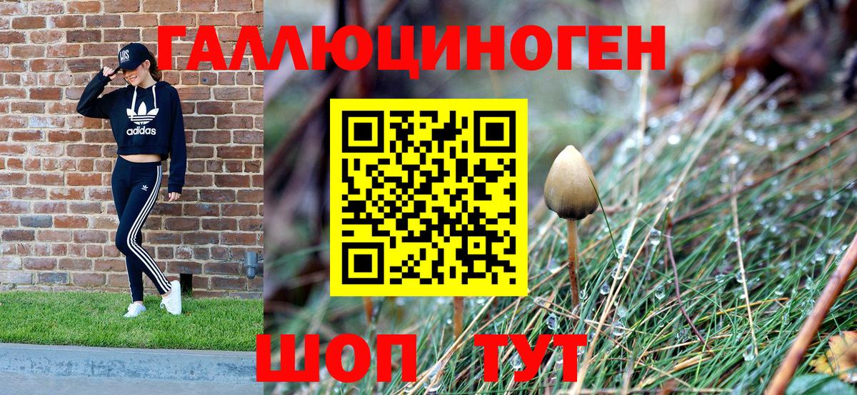 Галлюциногенные грибы Psilocybe Славгород